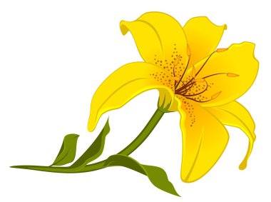 Beautiful tropical lillies clipart