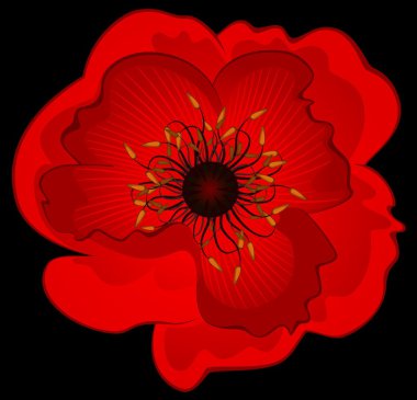 Beautiful poppy. Vector clipart