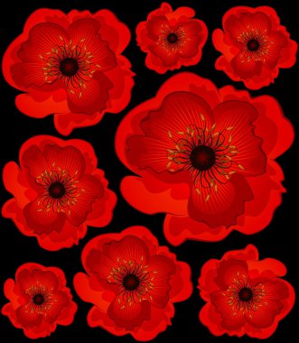 Beautiful poppy. Vector clipart