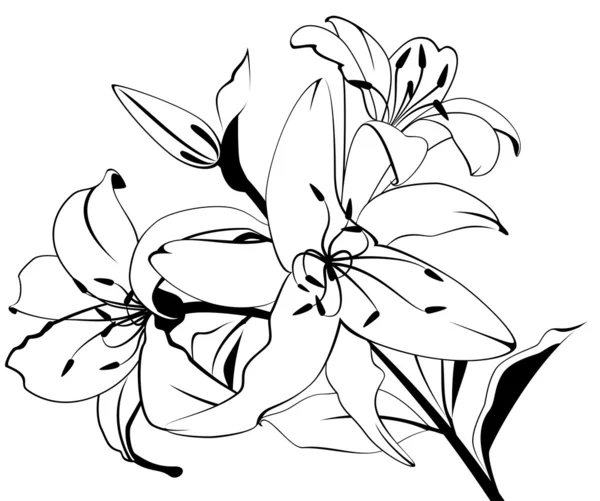 Belle lillies tropicali — Vettoriale Stock