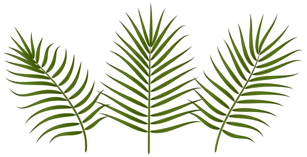 美しい葉デザイン要素 — ストックベクタ