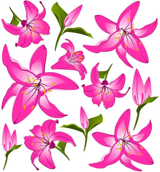 Background with beautiful tropical lillies