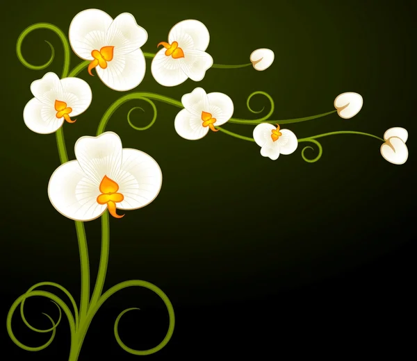 Arrière-plan avec de belles orchidées — Image vectorielle
