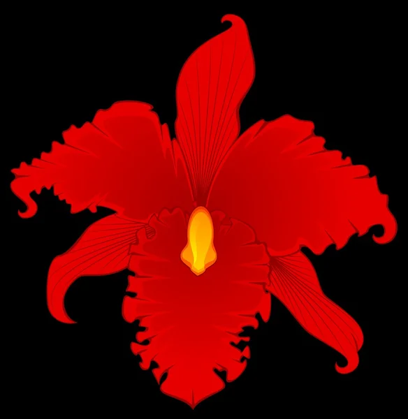 Фон с красивыми орхидеями — стоковый вектор