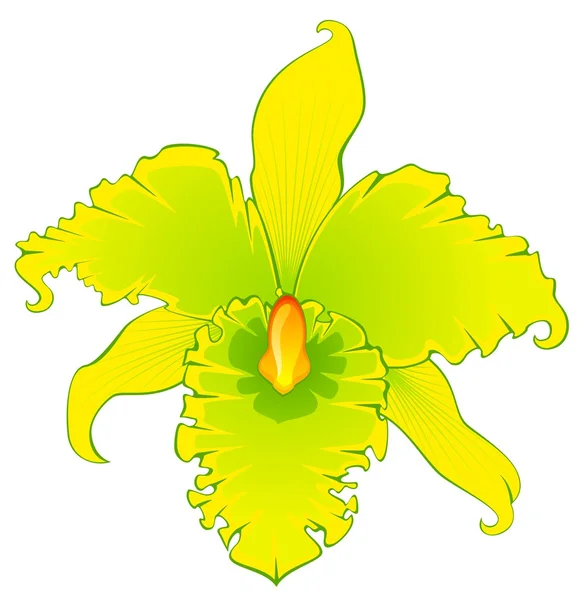Achtergrond met prachtige orchideeën — Stockvector