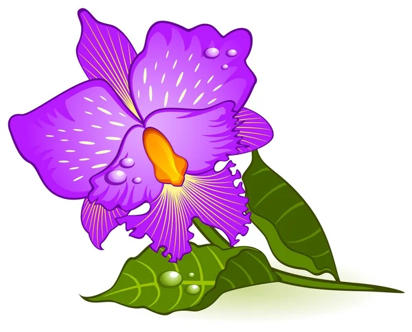 Sfondo con belle orchidee — Vettoriale Stock