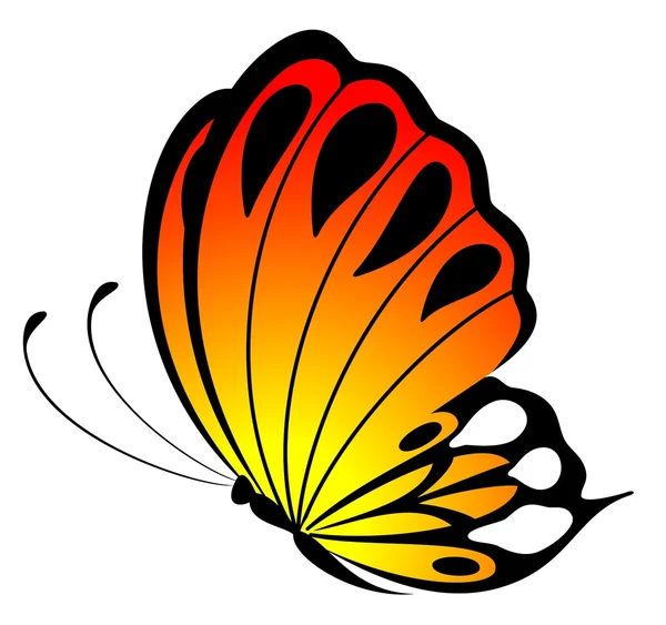 Bela borboleta em um fundo branco — Vetor de Stock