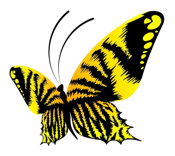 Prachtige vlinder voor een ontwerp — Stockvector