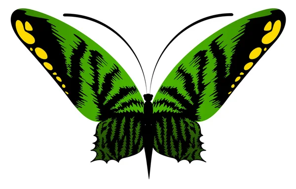 De mooie vlinder — Stockvector