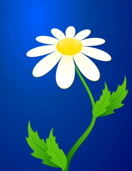 Belle camomille sur fond bleu — Image vectorielle