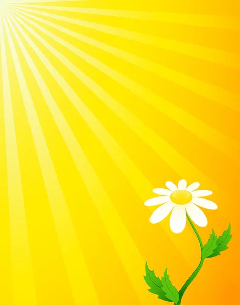 Krásný Heřmánek na zářivě žluté pozadí — Stockový vektor