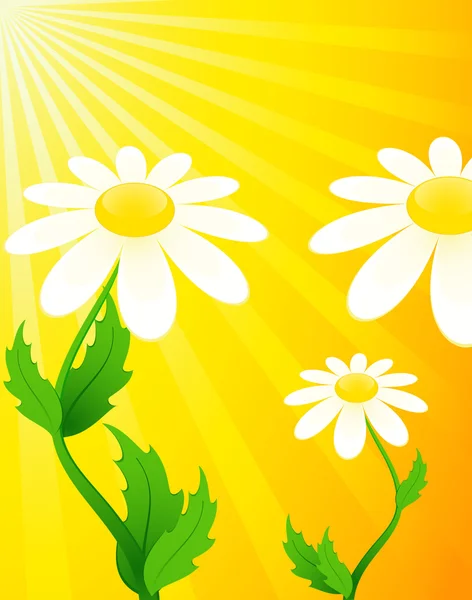 Beautiful camomile on a bright yellow background — Stock Vector