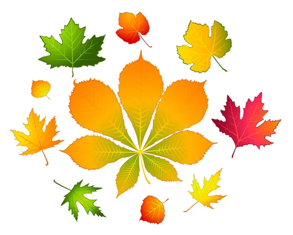 White background with autumnal leave. — Stock Vector