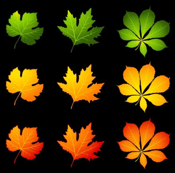 Black background with autumnal leave. Vector. — Stock Vector