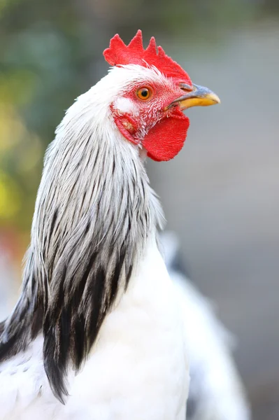 Primo piano del gallo — Foto Stock