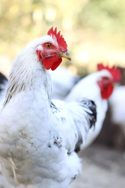 Rooster on the farm yard — Stock Photo, Image