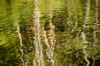 Abstract rippled reflection of trees in lake water clipart