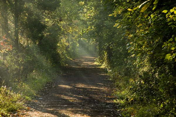 Trail με ακτίνες του ηλιακού φωτός φιλτραρίσματος μέσα από τα δέντρα — Φωτογραφία Αρχείου