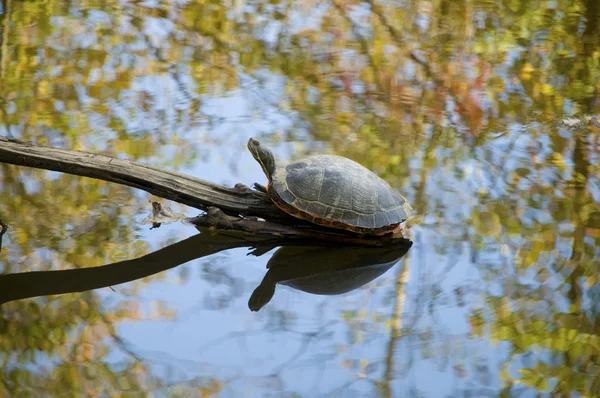 Schildpad zittend op een kleine log in een stroom — Stockfoto