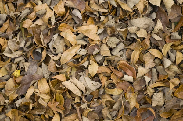 Gedroogde bruine Herfstbladeren — Stockfoto