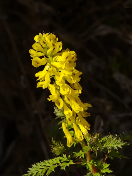 Flor del prado amarillo sobre un fondo oscuro — Foto de Stock