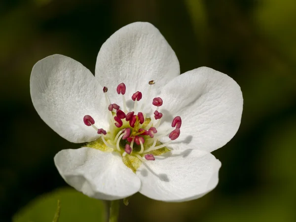 Kwiat biały łąka — Zdjęcie stockowe