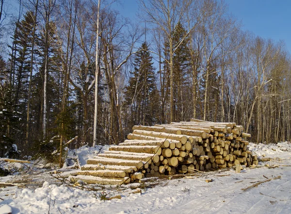 stock image Stack of logs in a taiga