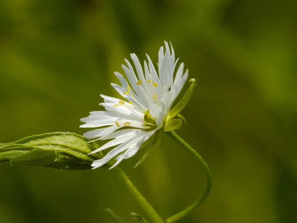 Flor de prado branco — Fotografia de Stock