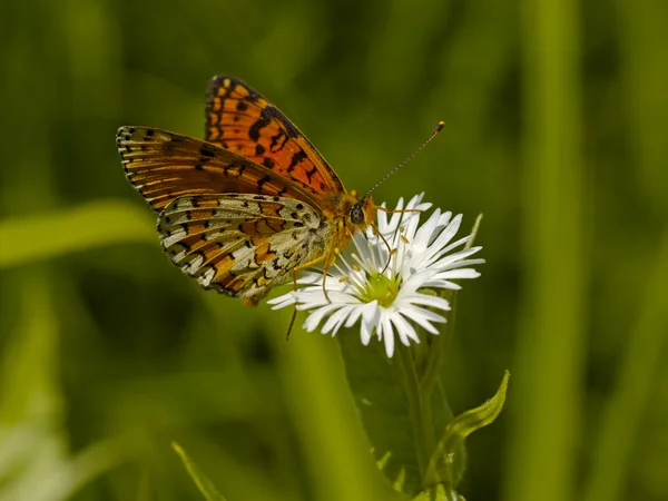 A borboleta variegada em uma flor branca — Fotografia de Stock