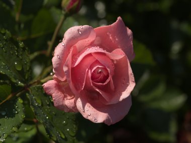 pembe Gül