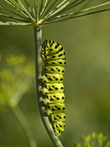 큰 녹색 애벌레 — 스톡 사진
