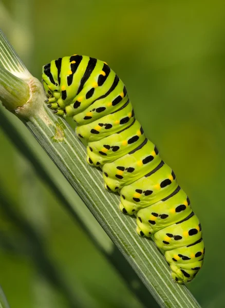 A grande lagarta verde — Fotografia de Stock