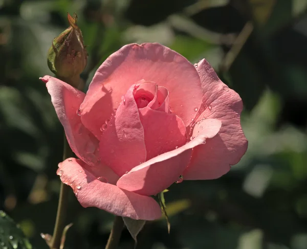 stock image Pink rose