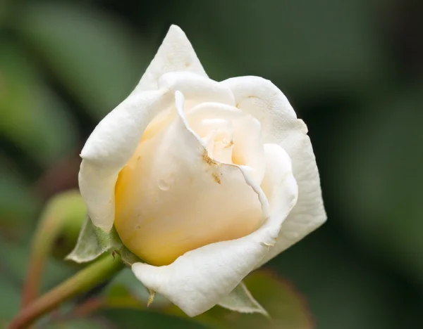 stock image White rose