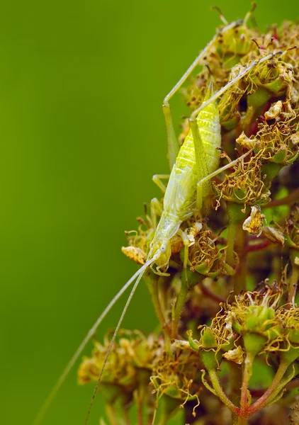 Hmyz zelené kriket — Stock fotografie