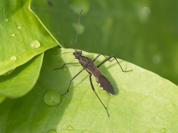 Schwarzes Insekt auf grünem Laken — Stockfoto