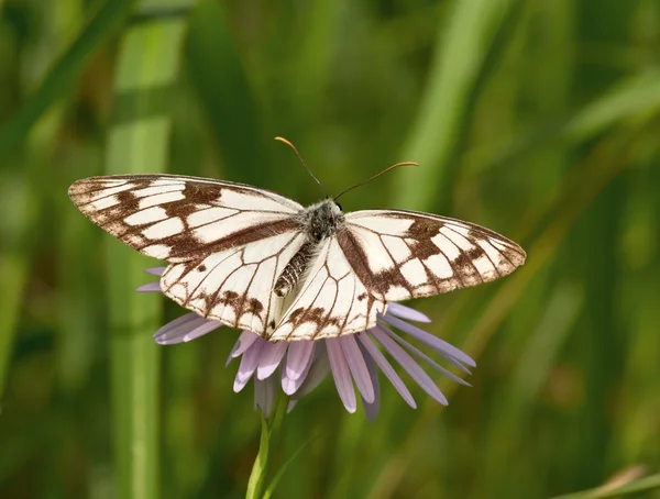 A borboleta variegada — Fotografia de Stock
