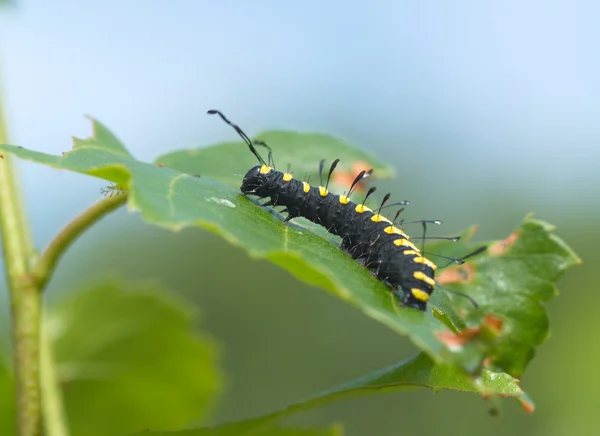 Striped black-yellow caterpillar — Stock Photo, Image