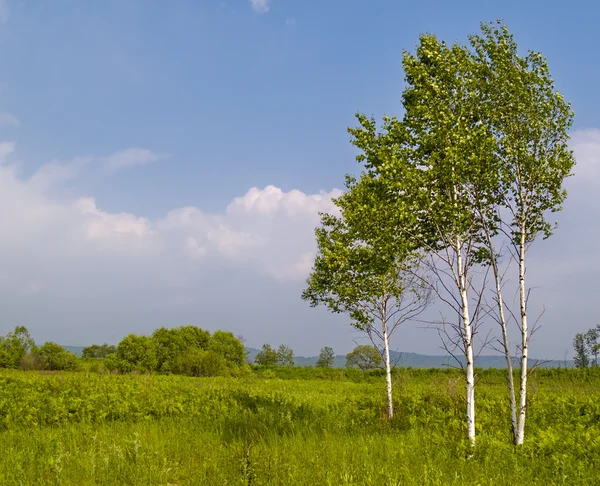 Sommerlandschaft mit seltenen Birken — Stockfoto