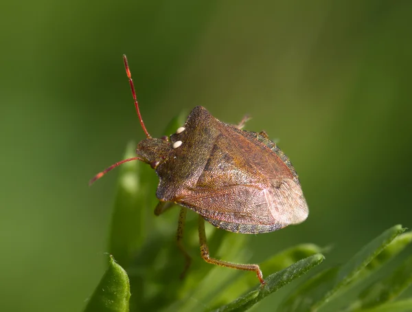 Bug sobre un fondo verde — Foto de Stock