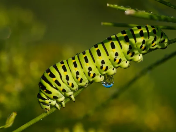 The big green caterpillar — Stock Photo, Image