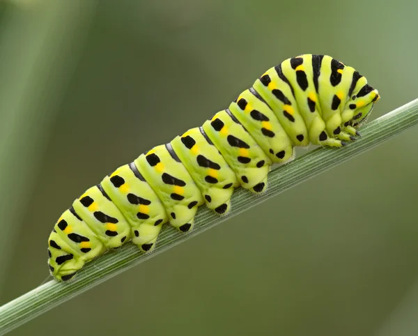 Stor grön larv — Stockfoto