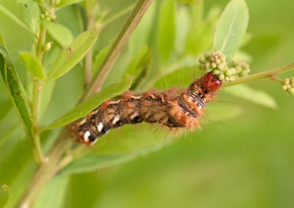 Hairy motley caterpillar — Stock Photo, Image