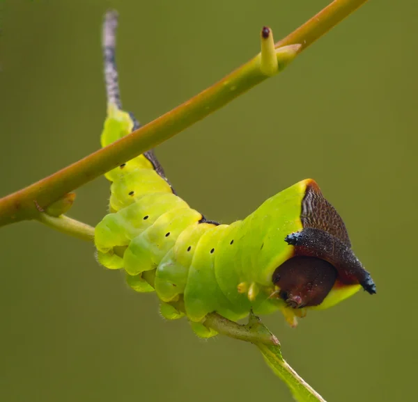 Stor grön larv — Stockfoto