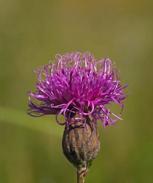 Flor violeta de uma bardana — Fotografia de Stock