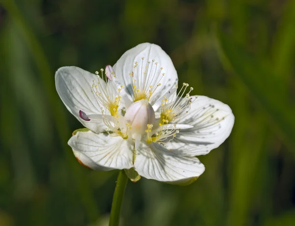 stock image White meadow flower