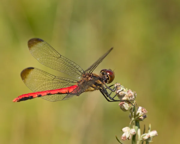 Large red dragonfly — Stock Photo, Image