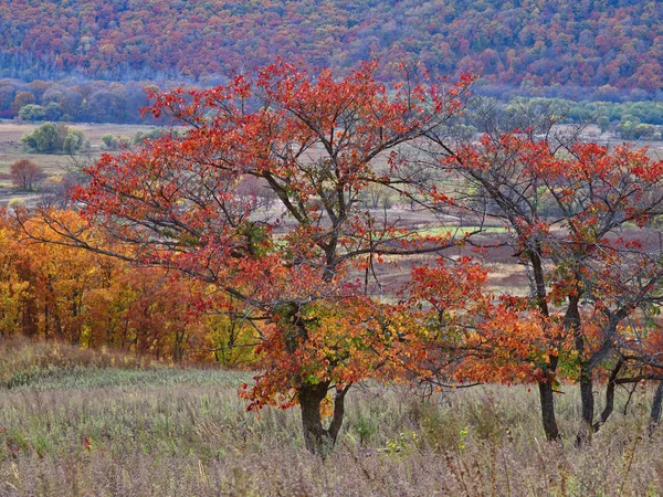 Sonbahar manzarası ile nadir ağaçlar — Stok fotoğraf