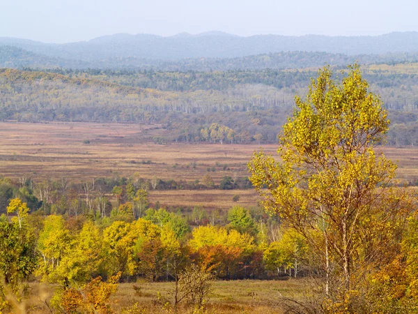 Herbstlandschaft mit seltenen Bäumen — Stockfoto