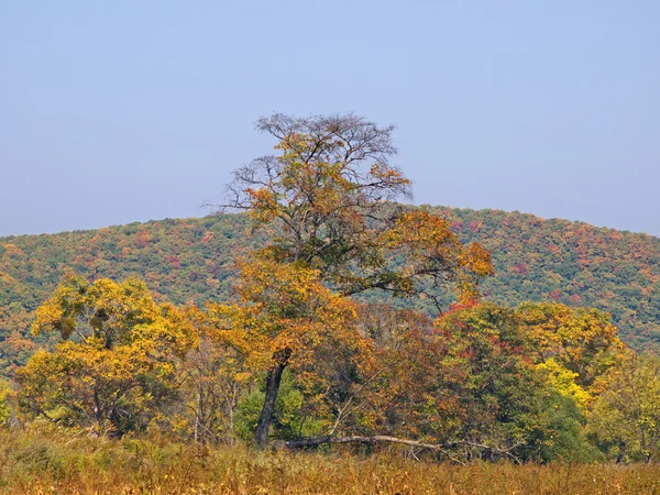 Autumn landscape with rare trees — Stock Photo, Image